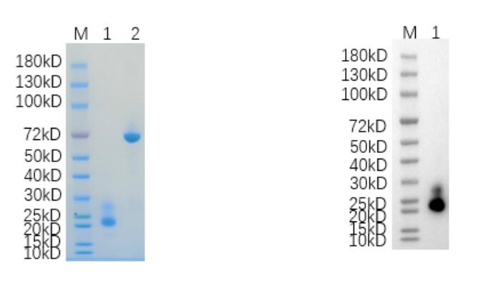 1. CD69<br />2. BSA